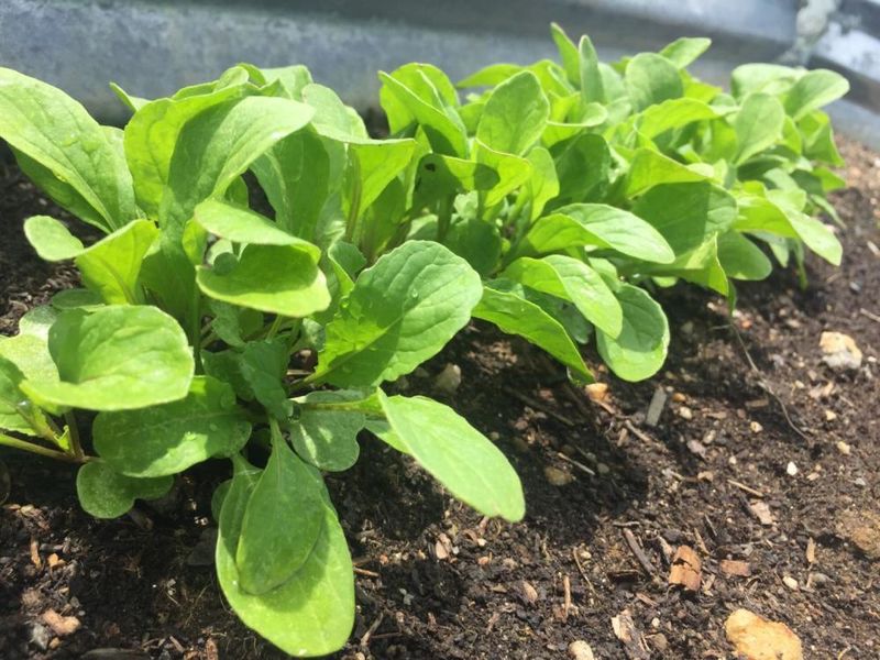 A row of vegetables growing in a soil bed