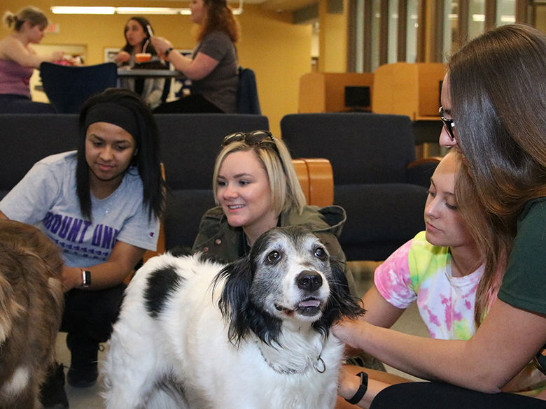 Students petting therapy dogs