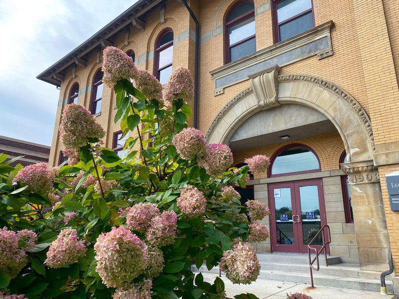 Pink hydrangeas with Lecture Hall in background