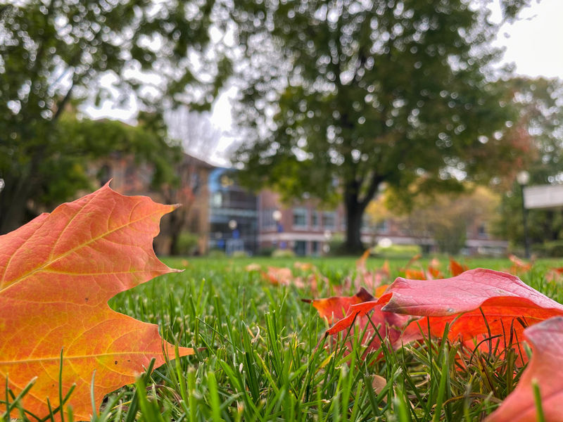 Orange leaves scattered in grass with Lecture and Sharon halls in background