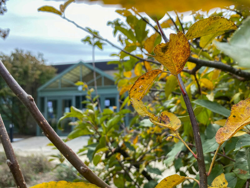 Yellow leaves with Lartz Library in background