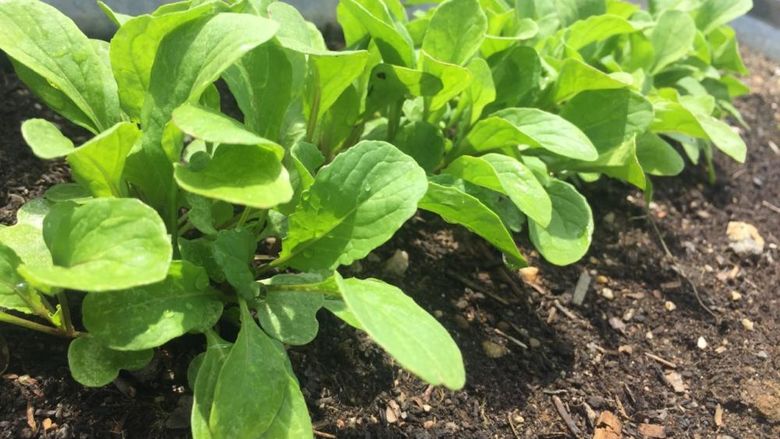 A row of vegetables growing in a soil bed