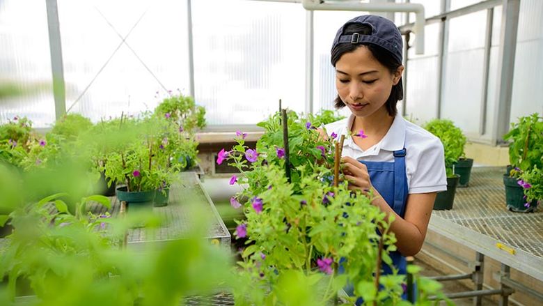 Female studies plant in greenhouse