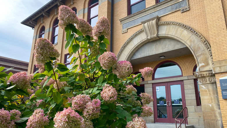 Pink hydrangeas with Lecture Hall in background
