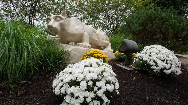 A statue of a nittany lion with flowers around it.