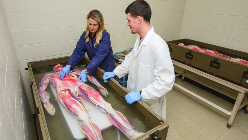 Two people, one professor and one student, looking down on the campus' new synthetic cadaver.